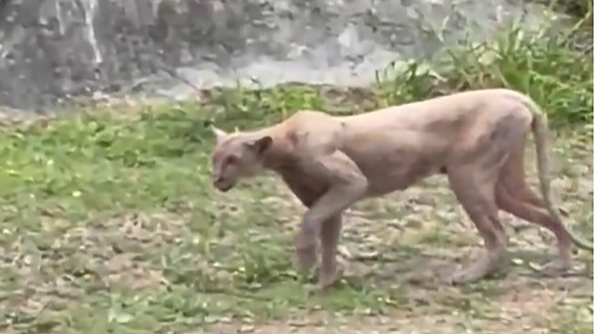 Puma es captado en Monterrey