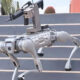 Perro robot