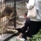 Ataque de leones