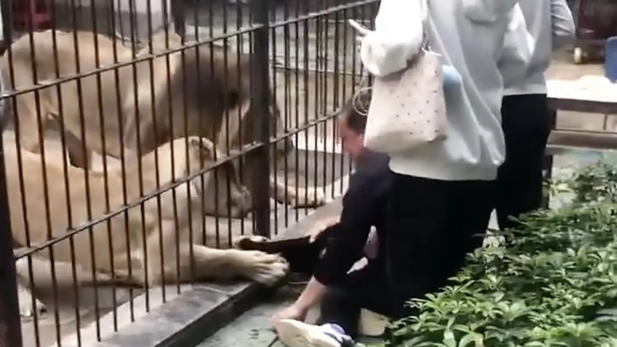 Ataque de leones