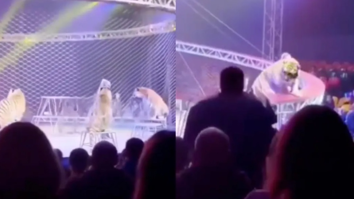 Accidente de circo en Rusia