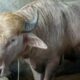 Bufalo