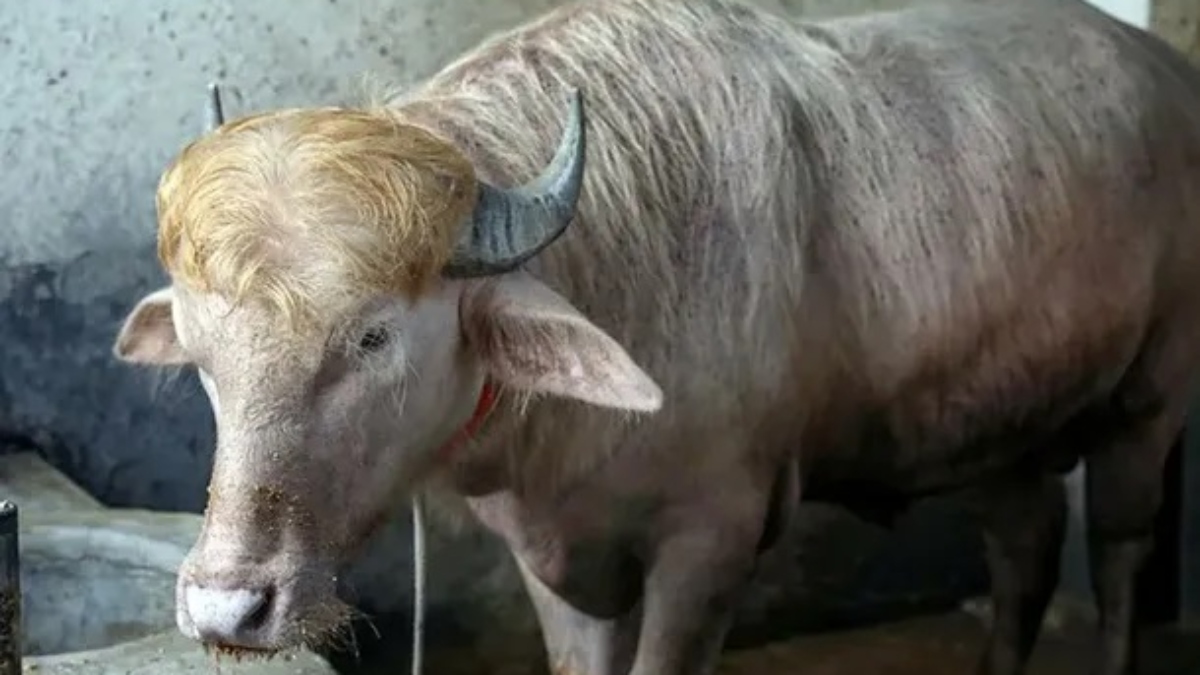 Bufalo
